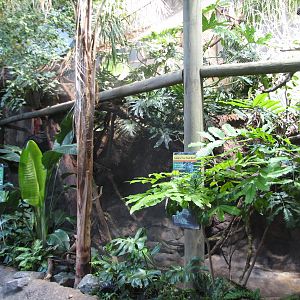 Tropics Trail - Red-rumped Agouti, Linnes Two-toed Sloth, Golden Lion Tamar