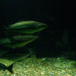 North Sea Oceanarium - Aquarium