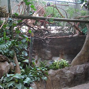 Tropics Trail - Three-banded Armadillo, Tamandua, and Cottontop Tamarin Exh