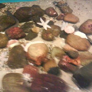 North Sea Oceanarium - Touch pool