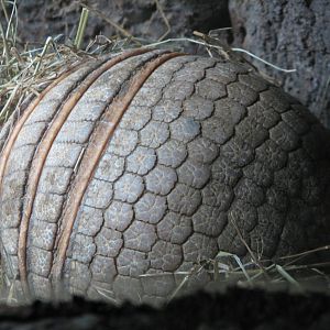 Tropics Trail - Three-banded Armadillo