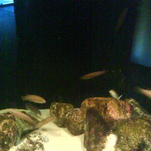 North Sea Oceanarium