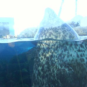 North Sea Oceanarium - Sealarium