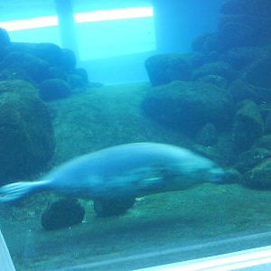 North Sea Oceanarium - Sealarium