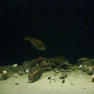 North Sea Oceanarium - Aquarium