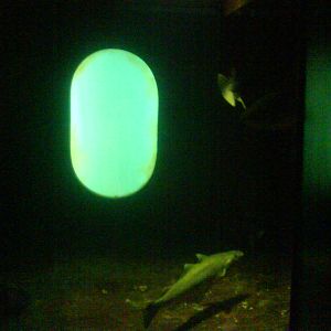 North Sea Oceanarium - Aquarium