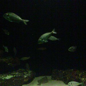 North Sea Oceanarium - Aquarium
