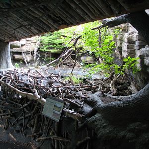 Minnesota Trail - Wetland Display