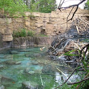 Minnesota Trail - Beaver Exhibit