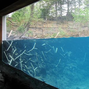 Minnesota Trail - Beaver Exhibit