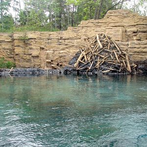 Minnesota Trail - Beaver Exhibit