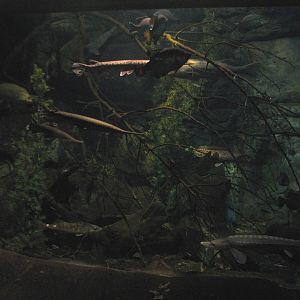 Minnesota Trail - Minnesota Fish Exhibit