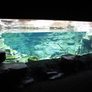 Minnesota Trail - River Otter Exhibit