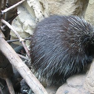 Minnesota Trail - Porcupine