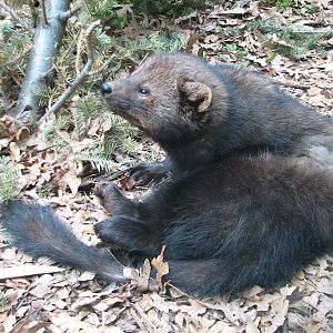 Minnesota Trail - Fisher
