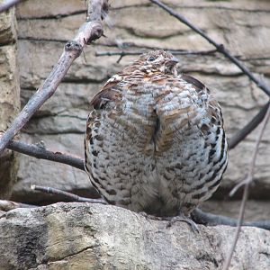 Minnesota Trail - Bird Exhibit - Ruffed Grouse