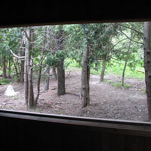 Minnesota Trail - Gray Wolf Exhibit