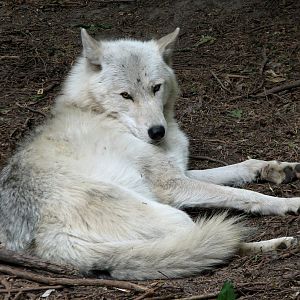 Minnesota Trail - Gray Wolf