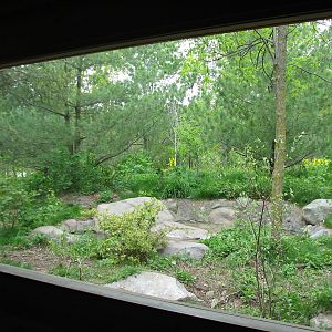 Minnesota Trail - Gray Wolf Exhibit