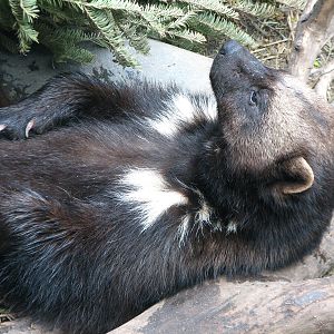 Minnesota Trail - Wolverine