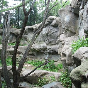 Minnesota Trail - Cougar Exhibit