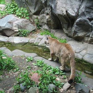 Minnesota Trail - Cougar Exhibit