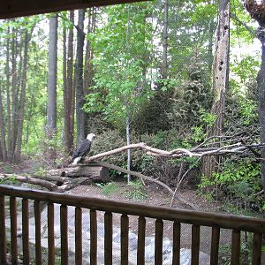Minnesota Trail - Bald Eagle Exhibit