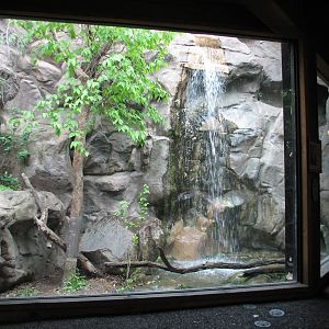 Minnesota Trail - Canada Lynx Exhibit