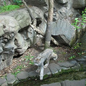 Minnesota Trail - Canada Lynx Exhibit