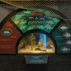 Discovery Bay - Clubhouse Cove - Shrimp and Bycatch Exhibit
