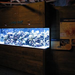 Discovery Bay - Small Reef Fish Exhibit