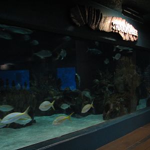 Discovery Bay - Shark Reef Exhibit