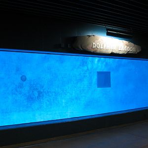 Discovery Bay - Bottlenose Dolphin Show Amphitheater - Underwater Viewing A