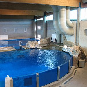 Discovery Bay - Bottlenose Dolphin Show Amphitheater