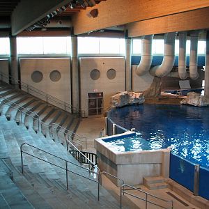 Discovery Bay - Bottlenose Dolphin Show Amphitheater