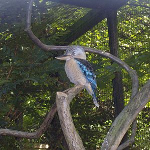 Blue-winged Kookaburra