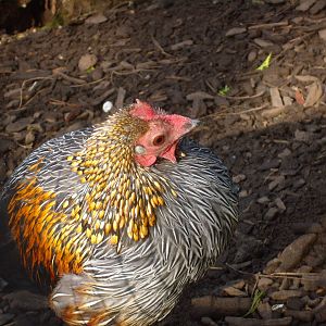 Female Grey Junglefowl