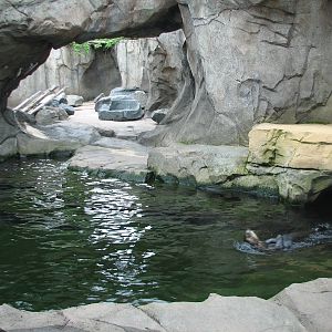 Russia's Grizzly Coast - Pacific Shores - Sea Otter Exhibit