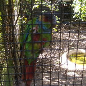 Blue-throated Conure