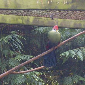 Red-crested Turaco