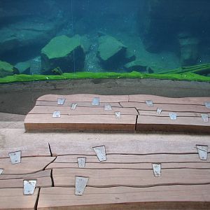 Russia's Grizzly Coast - Pacific Shores - Sea Otter Exhibit Viewing Seats
