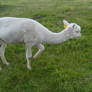 Alpaca