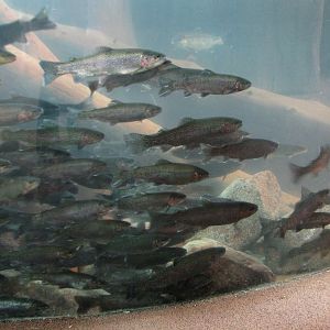 Russia's Grizzly Coast - Subarctic North - Salmon Exhibit