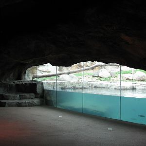 Russia's Grizzly Coast - Subarctic North - Grizzly Bear Exhibit First Viewi