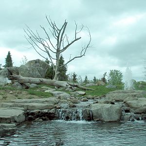Russia's Grizzly Coast - Subarctic North - Grizzly Bear Exhibit