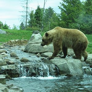 Russia's Grizzly Coast - Subarctic North - Grizzly Bear Exhibit