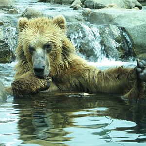 Russia's Grizzly Coast - Subarctic North - Grizzly Bear