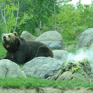 Russia's Grizzly Coast - Subarctic North - Grizzly Bear Exhibit