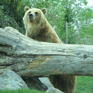 Russia's Grizzly Coast - Subarctic North - Grizzly Bear