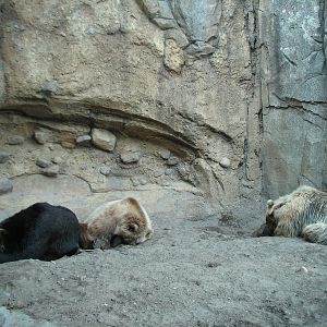 Russia's Grizzly Coast - Subarctic North - Grizzly Bear Exhibit